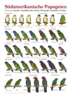 Südamerikanische papageien (Zuid Amerikaanse papegaaien)